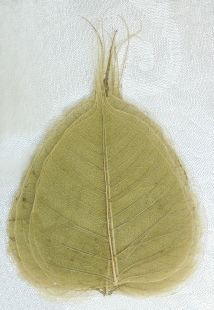 Bodhi leaf of India